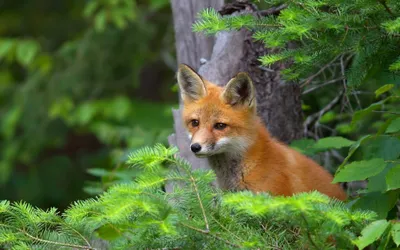 General Wallpaper 2046x1278 Animals Wallpaper 4K 2046x1278 Full HD, Ultrawide