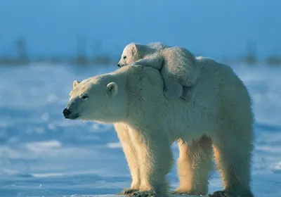 Definition Polar Bear Cub Nature Wallpaper 4K 2298x1608 High-definition, Bear, Full HD, Landscape