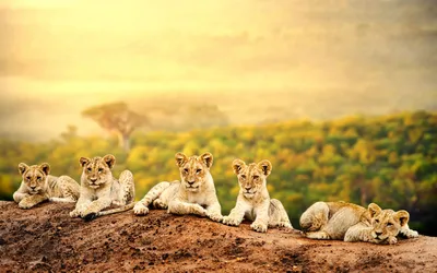 Five Playful Lion Cubs Animals Wallpaper 4K 1918x1198 Lion, Ultrawide