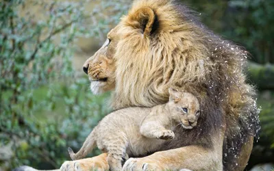Lion Its Cub Resting Animals Wallpaper 4K 2878x1798 Lion, Ultrawide, QHD