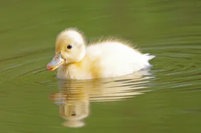 Duckling Animal Duck Animals Wallpaper 4K 2046x1354 Full HD, Ultrawide