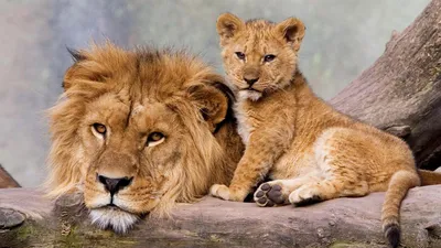 Lion Its Cub Animals Wallpaper 4K 1918x1078 Lion, Ultrawide