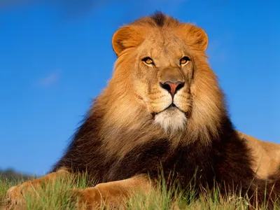 Majestic Lion Lies Animals Wallpaper 4K 1600x1200 A, Majestic, Lion, Lies, In, The, Grass, Under, Clear, Blue, Sky, Captured, Green, Pink, Landscape