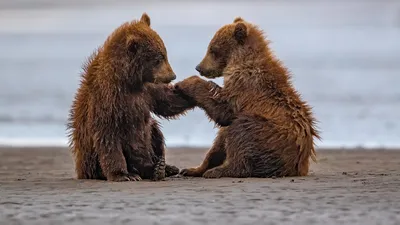 Two Brown Bear Cubs Touching Abstract Wallpaper 4K 1918x1078 Bear, Ultrawide
