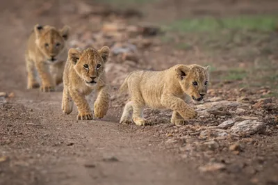 Quad Three Lion Cubs Animals Wallpaper 4K 3070x2046 Quad, Lion, Ultrawide, QHD