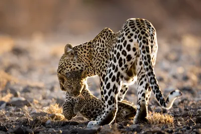 Moody Cub Wallpaper Animals Wallpaper 4K 1918x1278 Ultrawide
