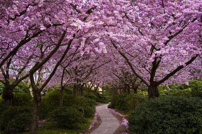 Depicting Springtime Blooming Nature Wallpaper 4K 2000x1333 A, Beautiful, Hd, Desktop, Wallpaper:, Depicting, Springtime, Scene, Path, Under, Blooming, Pink, Gray, Ultrawide, Full HD