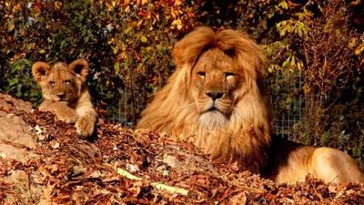 Lion Cub Adult Rest Animals Wallpaper 4K 3838x2158 Lion, Ultrawide, QHD