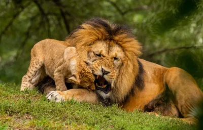 General Wallpaper 4478x2877 Animals Wallpaper 4K 4478x2877 Lion, Ultrawide, 4k