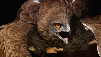 Backdrop Fierce Eagle Vibrant Animals Wallpaper 4K 2558x1438 Full HD, Ultrawide