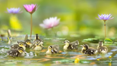 Duckling Animal Duck Animals Wallpaper 4K 2046x1150 Full HD, Ultrawide