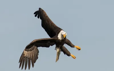 Majestic Eagle Mid Flight Nature Wallpaper 4K 1918x1198 Mid-flight, Blue, Ultrawide