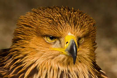 Majestic Eagle Golden Brown Abstract Wallpaper 4K 2046x1363 Golden-brown, Full HD, Ultrawide
