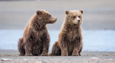 Two Bear Cubs Sitting Sandy Abstract Wallpaper 4K 2046x1127 Bear, Near, Full HD, Ultrawide