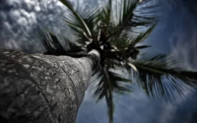 Close Low Angle Palm Tree Nature Wallpaper 4K 1918x1198 Close-up, Low-angle, View, Tree, Ultrawide