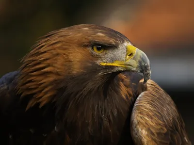 Majestic Eagle Gazes Intensely Its Abstract Wallpaper 4K 1918x1437 Landscape