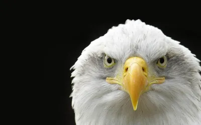 Close Bald Eagle Black/Dark Wallpaper 4K 1918x1198 Close-up, Ultrawide