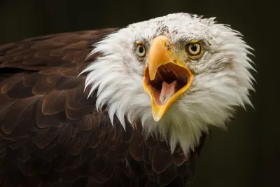Close Bald Eagle Its Beak Black/Dark Wallpaper 4K 1918x1278 Close-up, Beak, Ultrawide