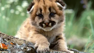 Close Cougar Cub Resting Abstract Wallpaper 4K 1918x1078 Close-up, Ultrawide