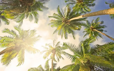 General Wallpaper 2558x1598 Nature Wallpaper 4K 2558x1598 Tree, Full HD, Ultrawide