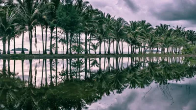 General Wallpaper 2558x1438 Nature Wallpaper 4K 2558x1438 Tree, Full HD, Ultrawide