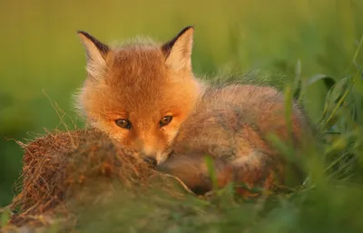 Sleek Fox Wallpaper Animals Wallpaper 4K 2046x1312 Hour, Full HD, Ultrawide