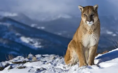 Mountain Lion Animals Animals Wallpaper 4K 2560x1600 Gray
