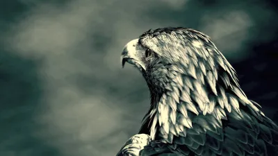 Close Profile Majestic Eagle Detailed Abstract Wallpaper 4K 1918x1078 Close-up, Ultrawide