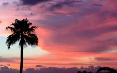 Lone Palm Tree Nature Wallpaper 4K 1918x1198 Tree, Ultrawide