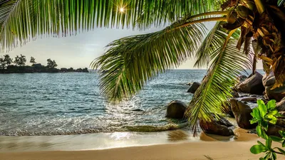 Serene Beach Palm Tree Nature Wallpaper 4K 1918x1078 Tree, Ultrawide