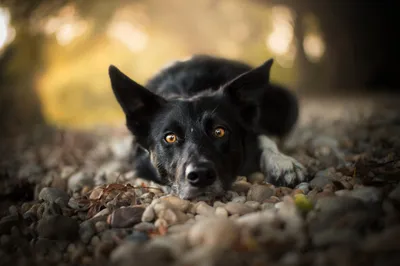 Epic Dog Wallpaper Animals Wallpaper 4K 2048x1363 Hd, Pc, Desktop, Wallpaper, Of, A, Dog, Animal, Resting, Smooth, Stones, Gray, Ultrawide, Full HD