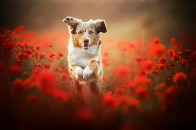 Misty Australian Wallpaper Abstract Wallpaper 4K 2048x1365 Australian, Shepherd, Jumping, Over, A, Field, Of, Poppies, Gray, Ultrawide, Full HD