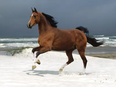 Dreamy Majestic Wallpaper Animals Wallpaper 4K 1600x1200 A, Majestic, Brown, Horse, Gallops, Along, Sandy, Beach, Waves, Crashing, Creating, Stunning, White, Landscape