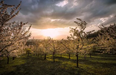 Orchard Sunset Nature Sunrise Nature Wallpaper 4K 1918x1238 Ultrawide