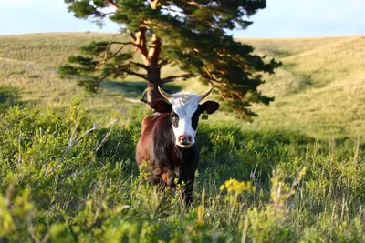 Brown White Calf Animals Wallpaper 4K 1918x1278 Brown-and-white, Ultrawide