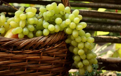 Close Woven Basket Filled Abstract Wallpaper 4K 2560x1600 A, Close-up, Of, Woven, Basket, Filled, With, Fresh, Green, Grapes, Set, Against, Gray, Orange, Ultrawide, QHD