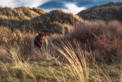 General Wallpaper 1998x1338 Animals Wallpaper 4K 1998x1338 Full HD, Landscape