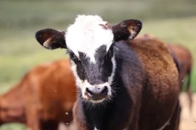 Baby Animal Calf Cow Animals Wallpaper 4K 2590x1726 Ultrawide, QHD