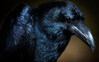 General Wallpaper 1918x1198 Animals Wallpaper 4K 1918x1198 Close-up, Beak, Ultrawide