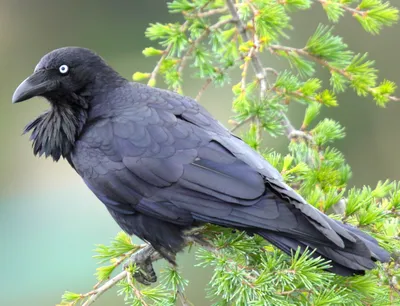 Animal Raven Animals Animals Wallpaper 4K 2633x2013 Landscape, QHD