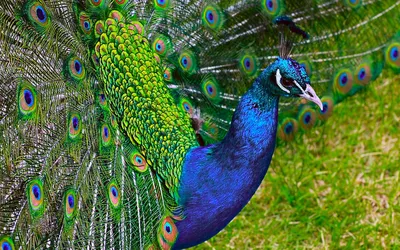 Vibrant Peacock Displaying Its Feathers Abstract Wallpaper 4K 1918x1198 Blue, Ultrawide