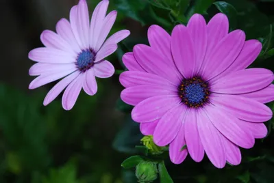 African Daisies Abstract Abstract Wallpaper 4K 3872x2592 African, Daisies, Pink, Landscape, 4K