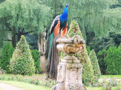 Vibrant Peacock Perched Decorative Stone Abstract Wallpaper 4K 4606x3454 Landscape, 4k