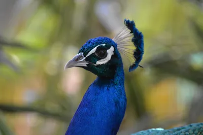 Vibrant Blue Peacock Head Abstract Wallpaper 4K 5998x3998 Blue, Head, Ultrawide, 4k