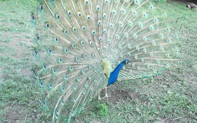 Vibrant Peacock Its Abstract Wallpaper 4K 2878x1798 Ultrawide, QHD