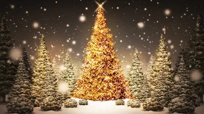 Christmas Beautifully Lit Holiday Tree Nature Wallpaper 4K 1918x1078 Tree, Ultrawide