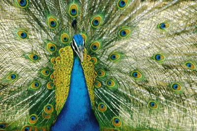 Vibrant Peacock Its Abstract Wallpaper 4K 3070x2046 Ultrawide, QHD
