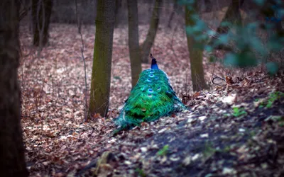 Vibrant Peacock Resting Nature Wallpaper 4K 2558x1598 Full HD, Ultrawide