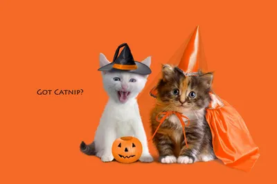 Two Adorable Kittens Dressed Animals Wallpaper 4K 1998x1328 Jack-o, Full HD, Ultrawide