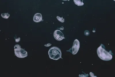 Small Jellyfish Medusa Abstract Wallpaper 4K 2208x1471 Full HD, Ultrawide